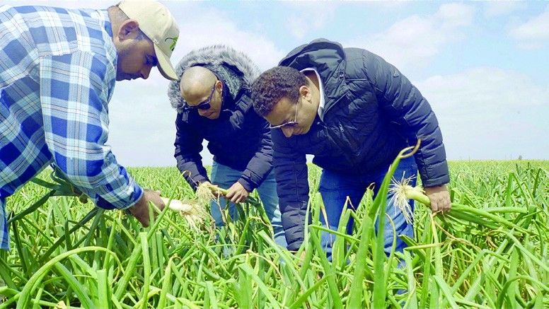 Inspecting the onion crop in the field