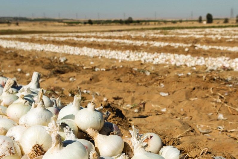Freshly harvested onions in the field