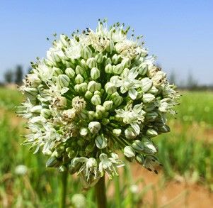 Onion flower in the field
